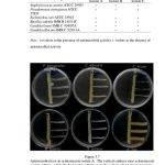 actinomycetes-isolation-agar-composition-writing_2.jpg