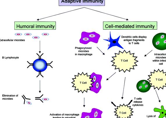 Adaptives immune system dissertation help Adaptives defense mechanisms dissertations          
   If