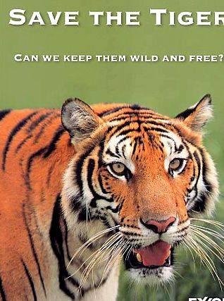 Article writing on save tigers posters that may be