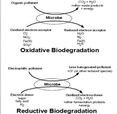 Phd thesis on biodegradation