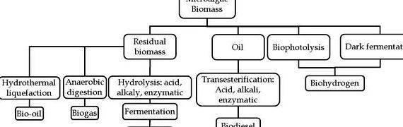 Biodiesel from microalgae thesis proposal research and obtain your
