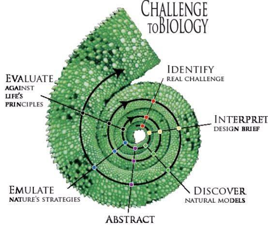 Biomimicry in architecture thesis proposal titles an architecture