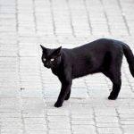 black-cat-crosses-your-path-right-to-left-writing_3.jpg