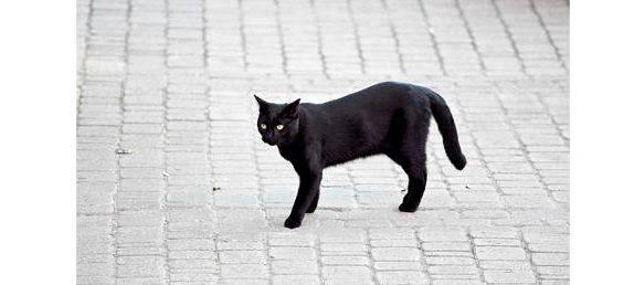 Black cat crosses your path right to left writing black cat over an