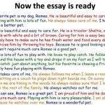 english-essay-writing-my-pet_2.jpg