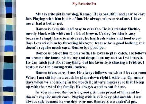 My favorite pet essay