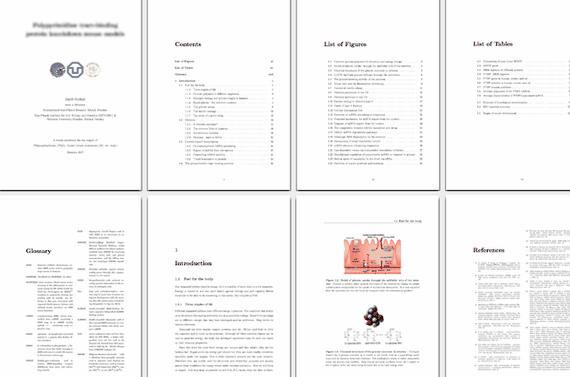 Five paragraph essay pdf