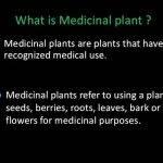 hepatoprotective-activity-of-medicinal-plants_3.jpg
