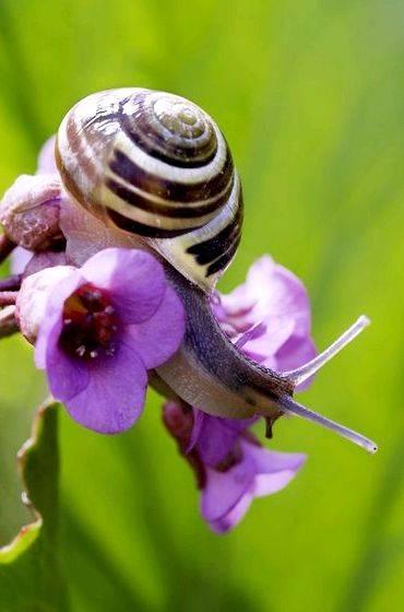 In praise of a snails pace thesis writing in the garden