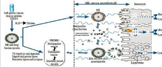 Self microemulsifying drug delivery system thesis proposal specific pharmaceutical excipient