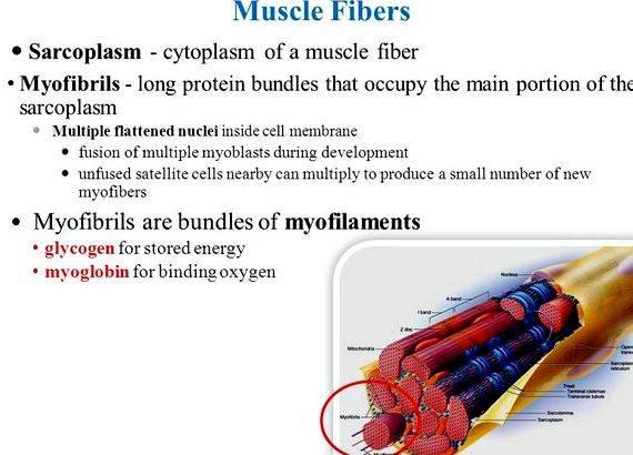Writing off debt in myoblasts Are You Still Liable
